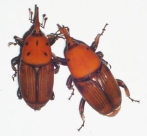 חידקונית הדקל