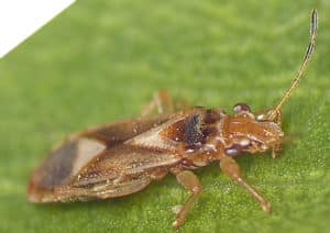 פשפש הברונזה