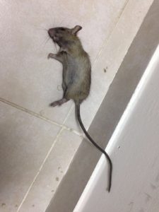 הדברת חולדה