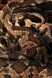 תמונה של נחש צפע